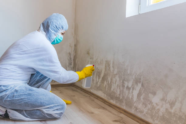 Black mold inspection in Elmwood Park