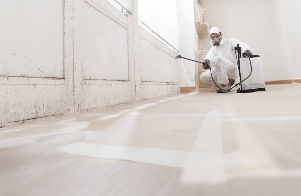 Black mold remediation team in Elmwood Park